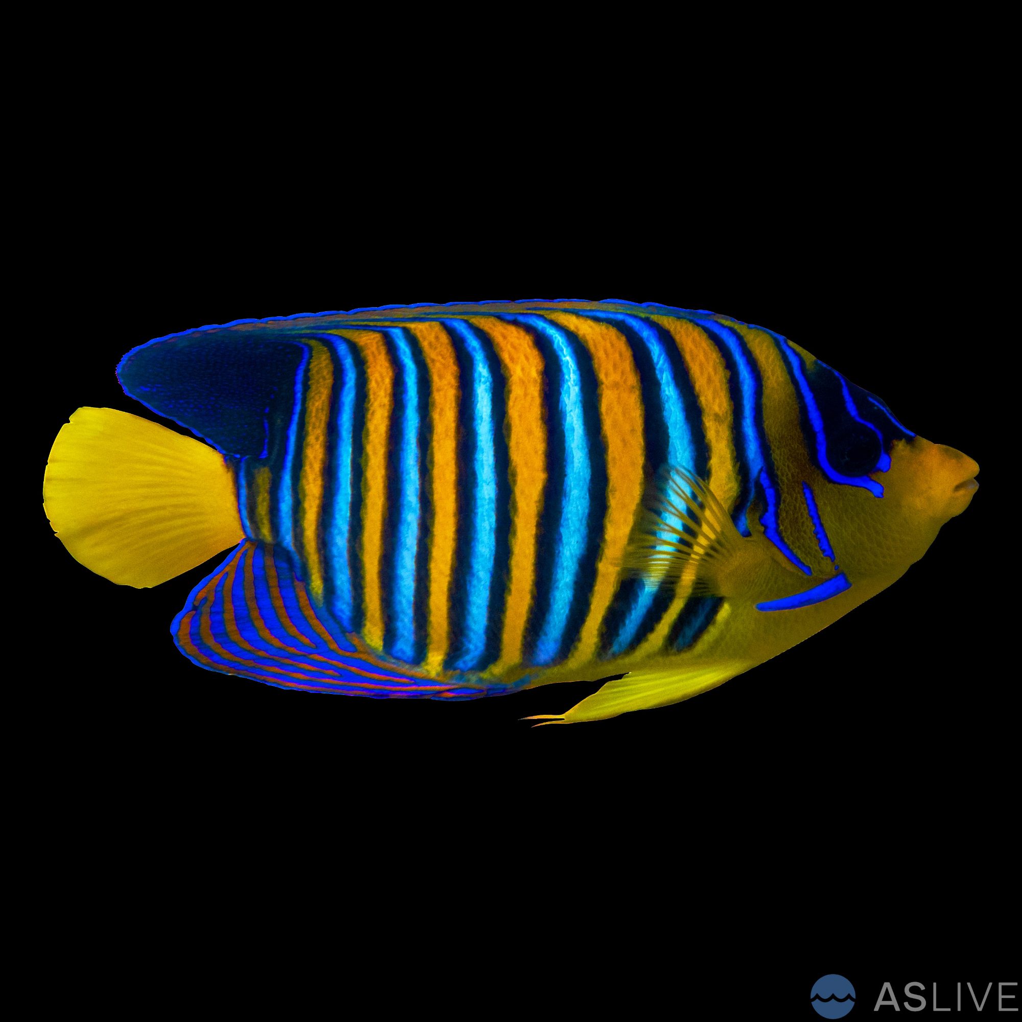 Regal Angelfish