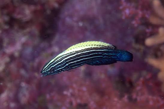Comet Wrasse
