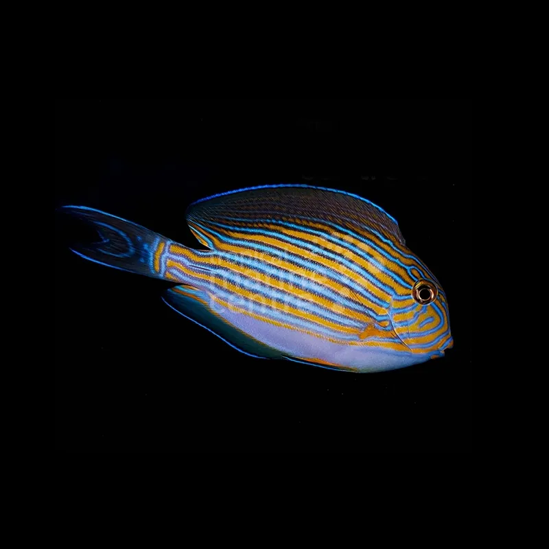 Lined Surgeonfish