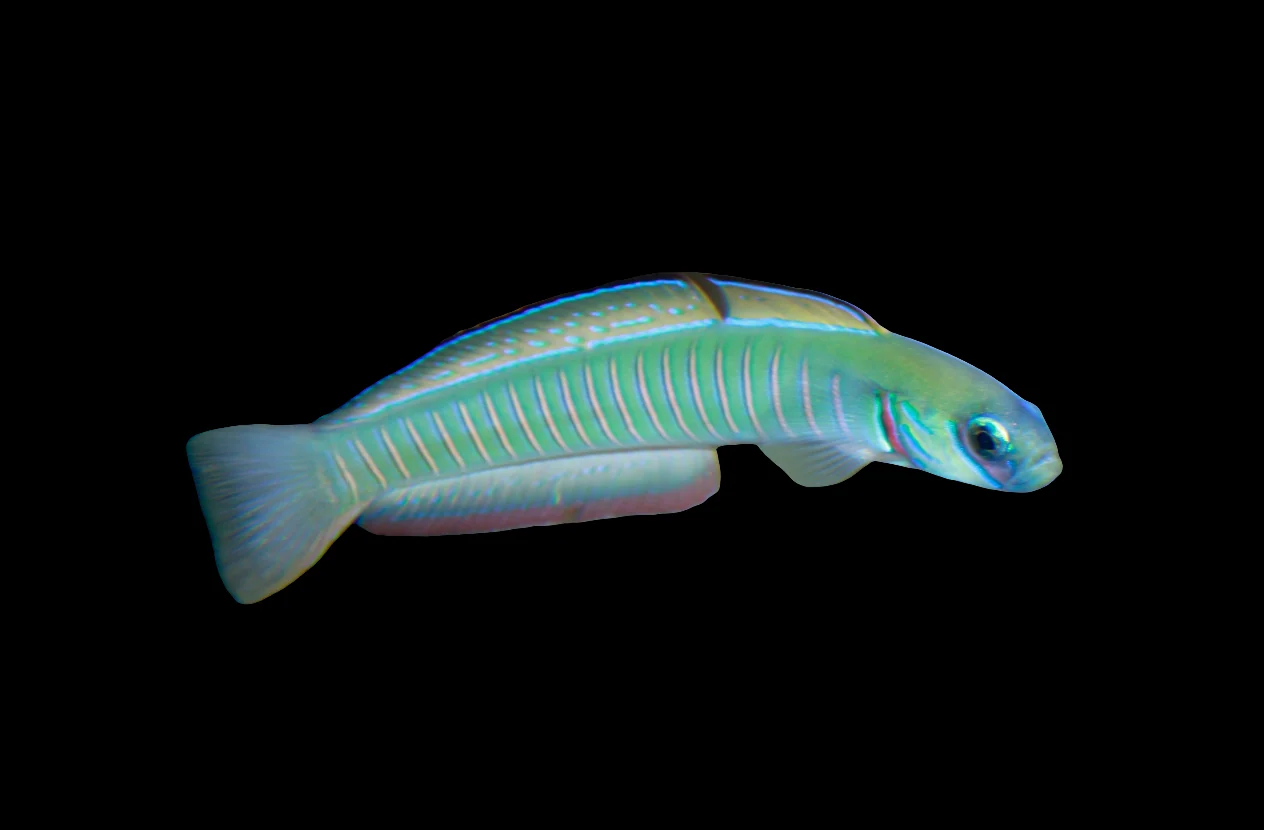 Zebra Dart Goby