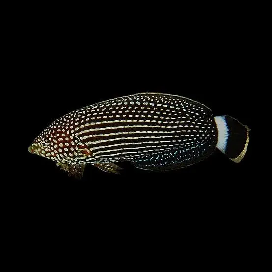Deep sea wrasse