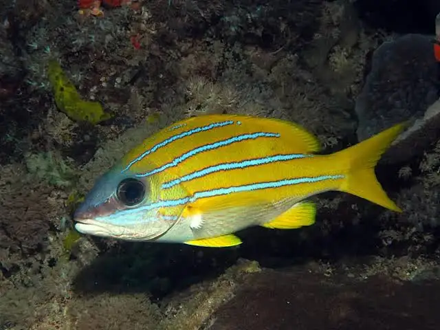 Common bluestripe snapper