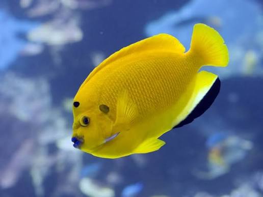 Threespot Angel fish