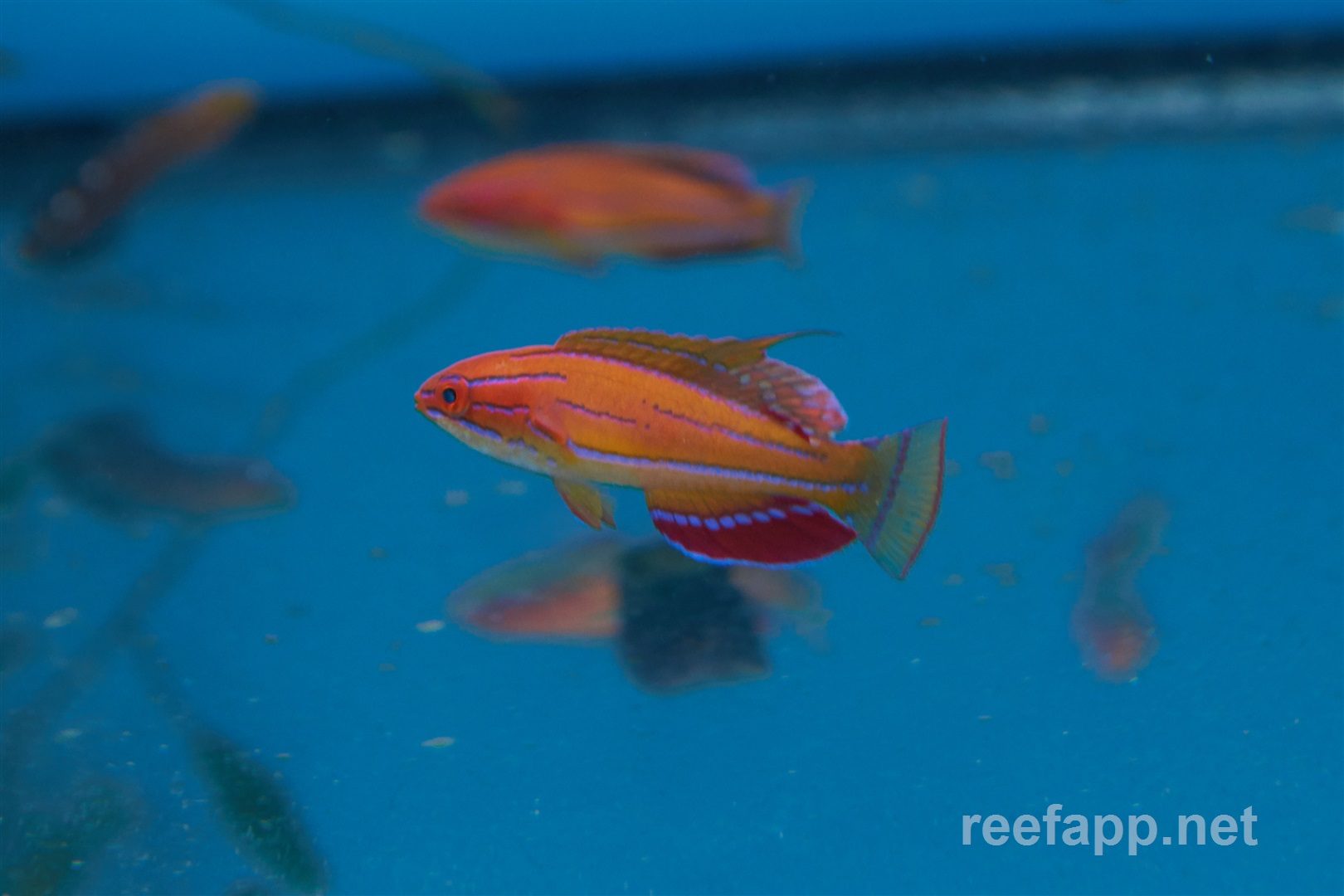 McCosker's/Flasher Wrasse