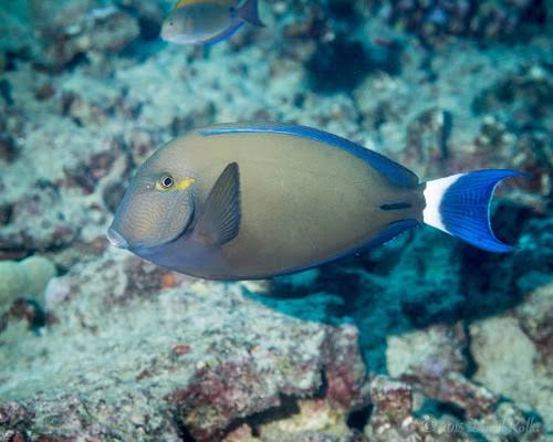 Ringtail Surgeonfish