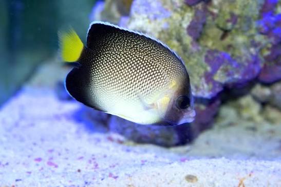 Cream Angelfish