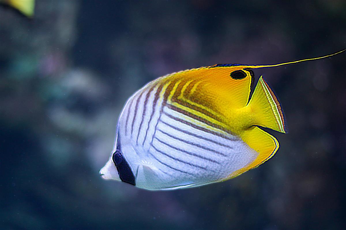 Thread Fin Butterflyfish