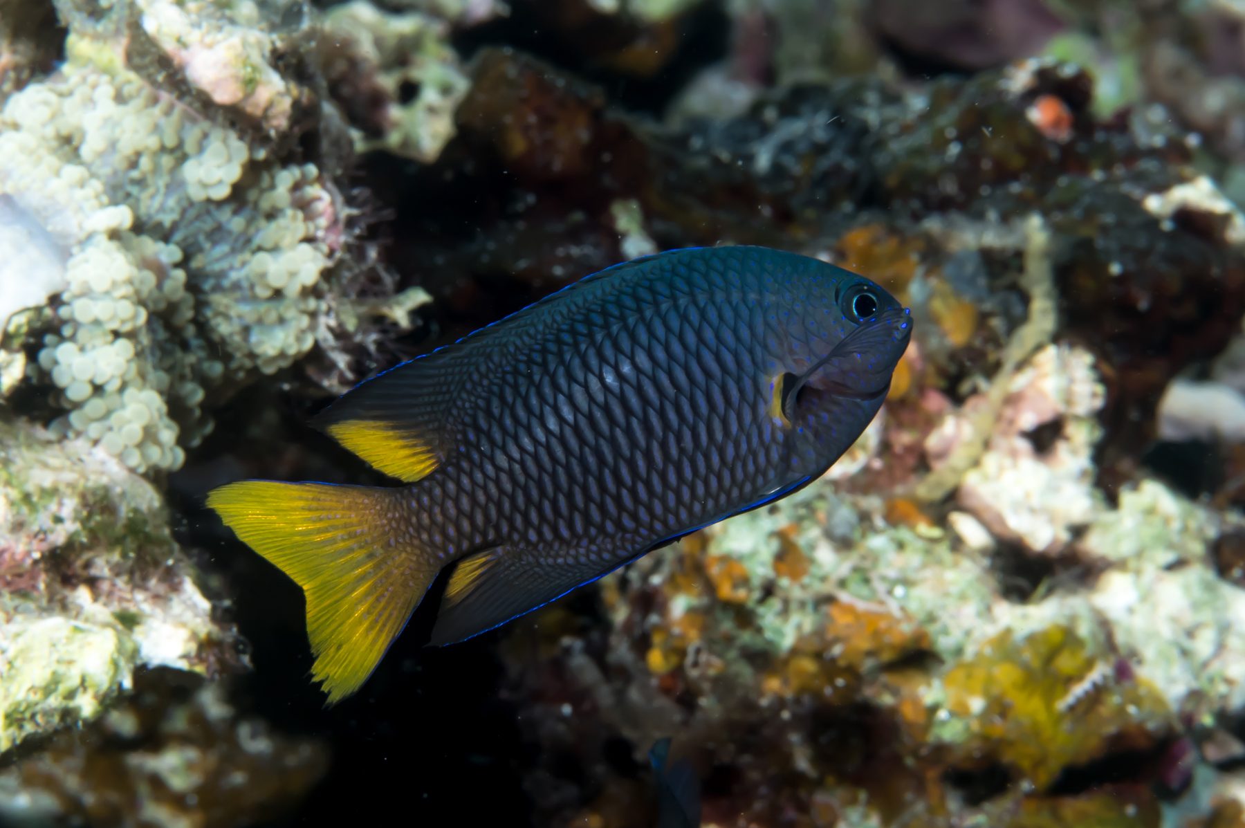 Philippine damsel