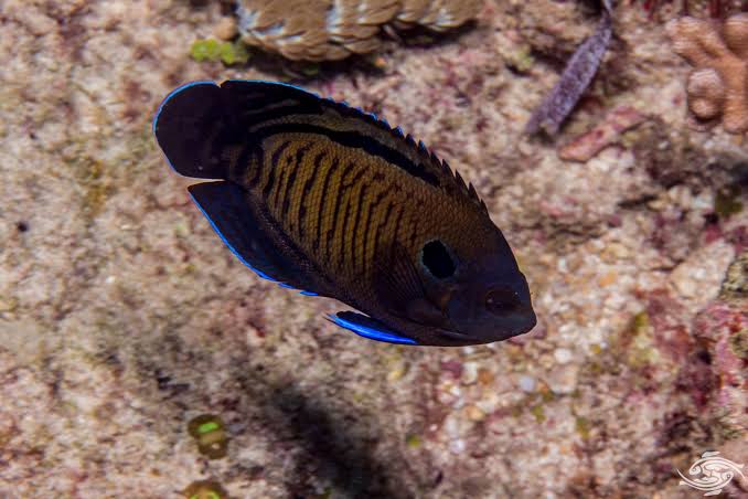 Bluefin Angelfish