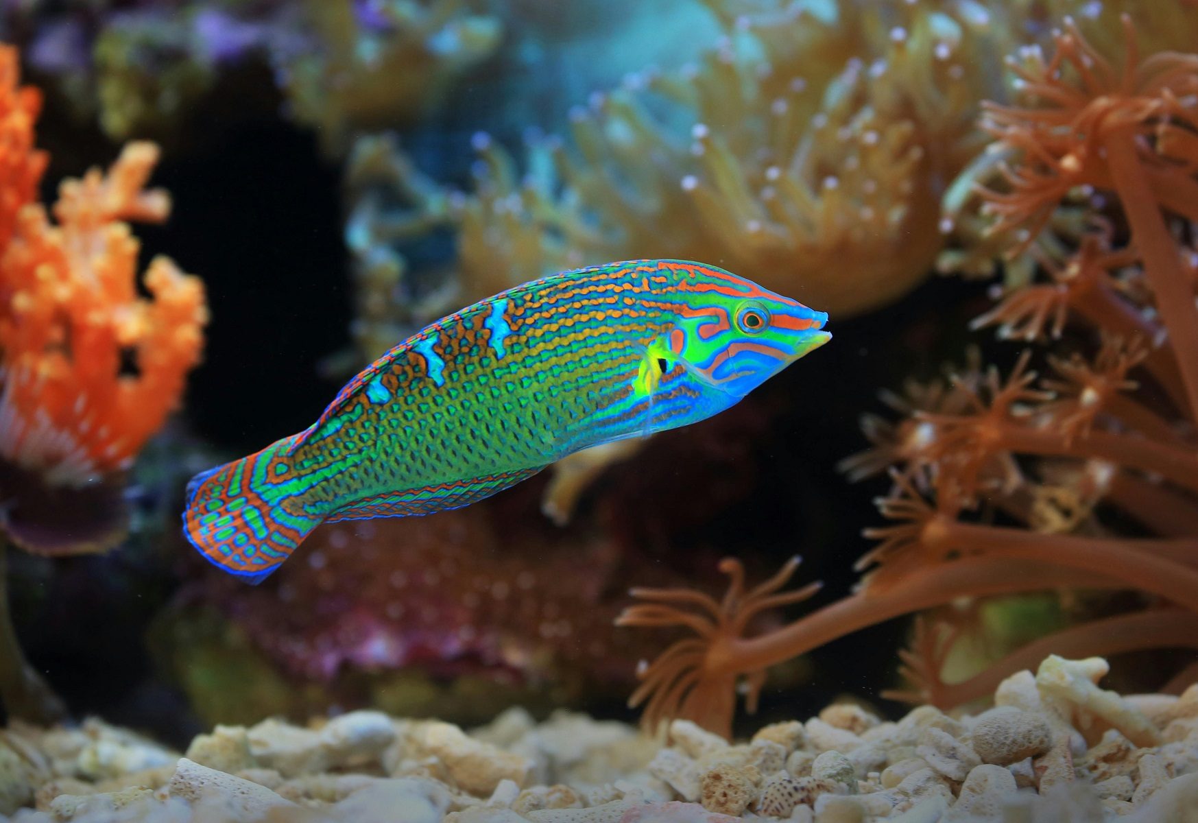 Vroliks Wrasse