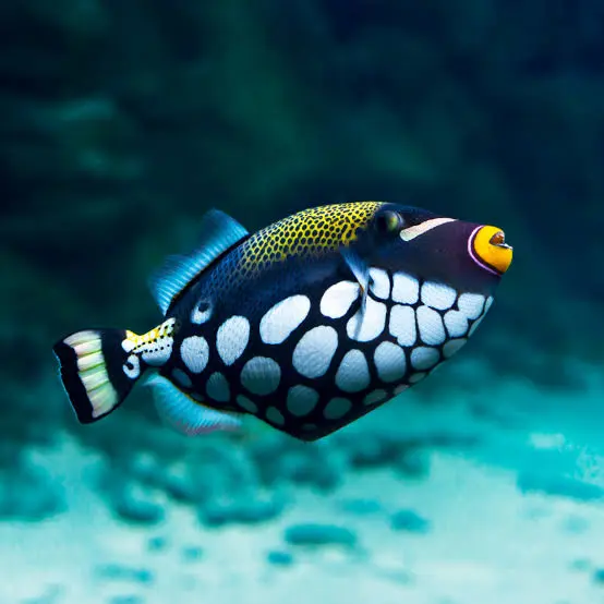Clown Triggerfish