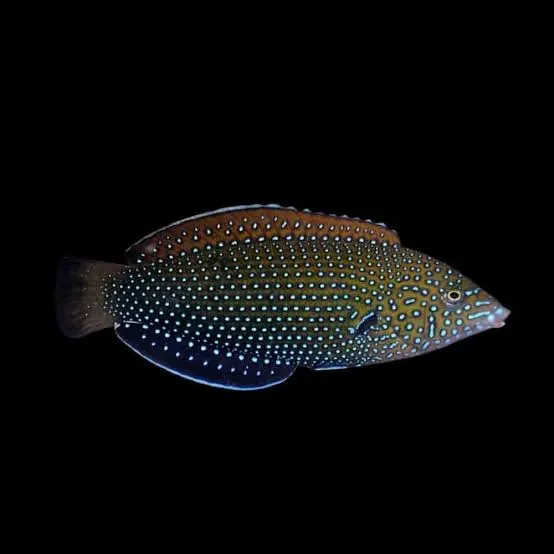 Bluespotted/Green Wrasse