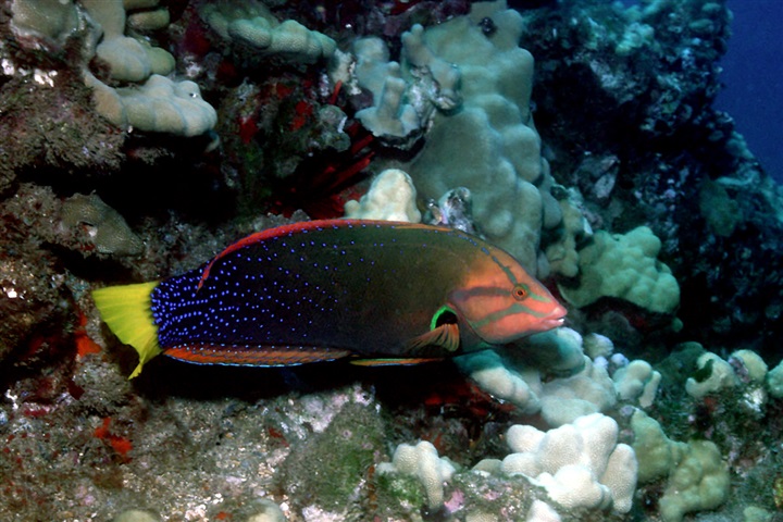 African coris (Adult)