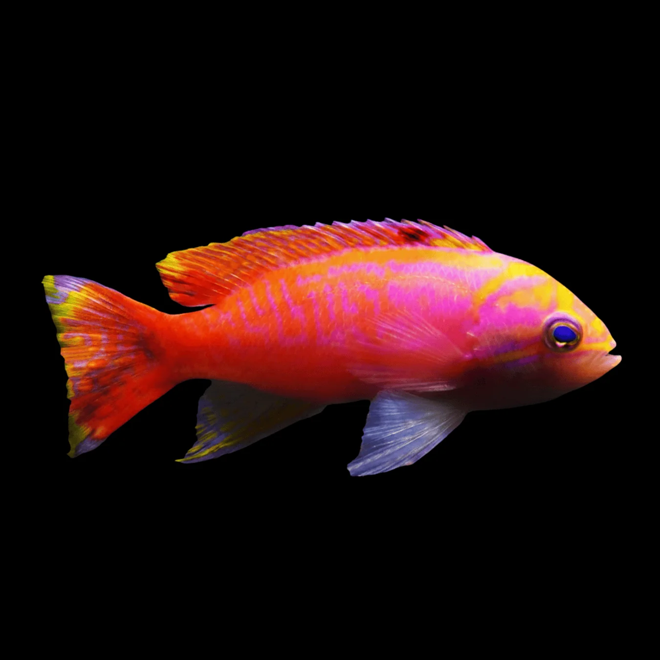 Twinspot Anthias