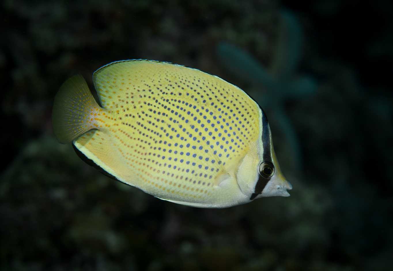 Citron Butterflyfish
