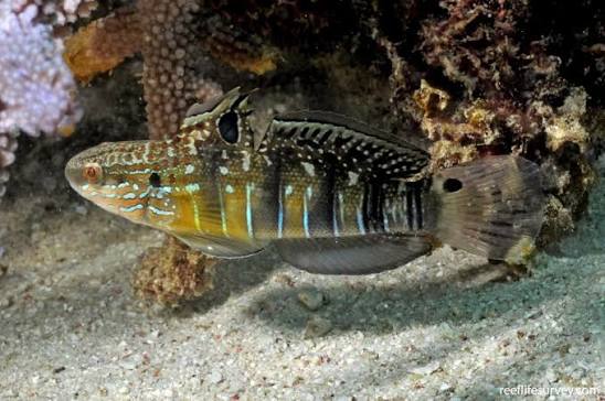 Dragon Goby