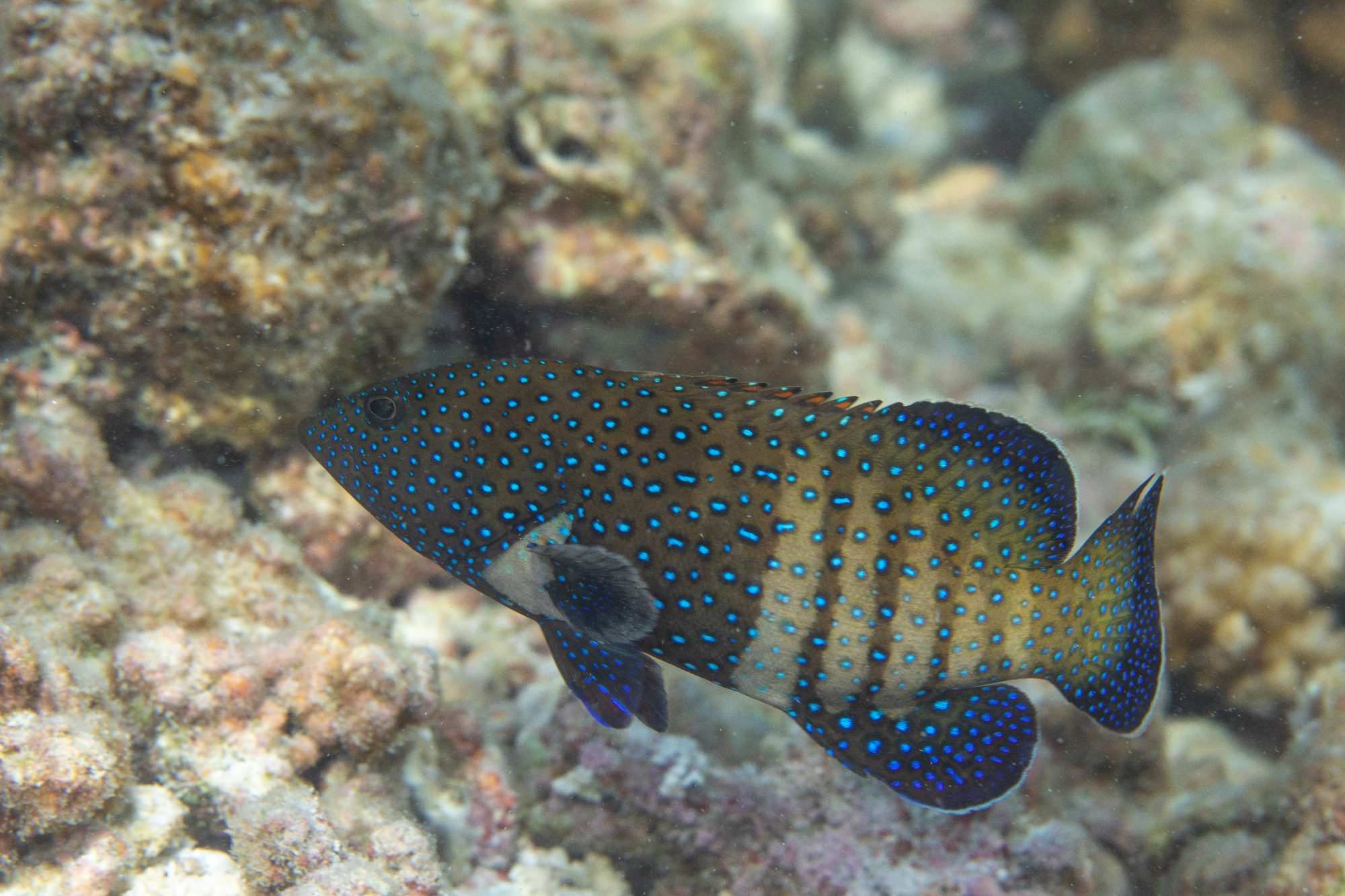 Bluespotted Grouper