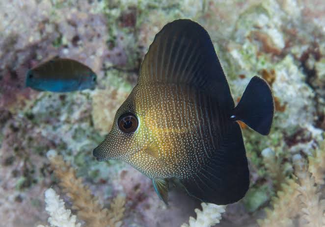 Brown Tang