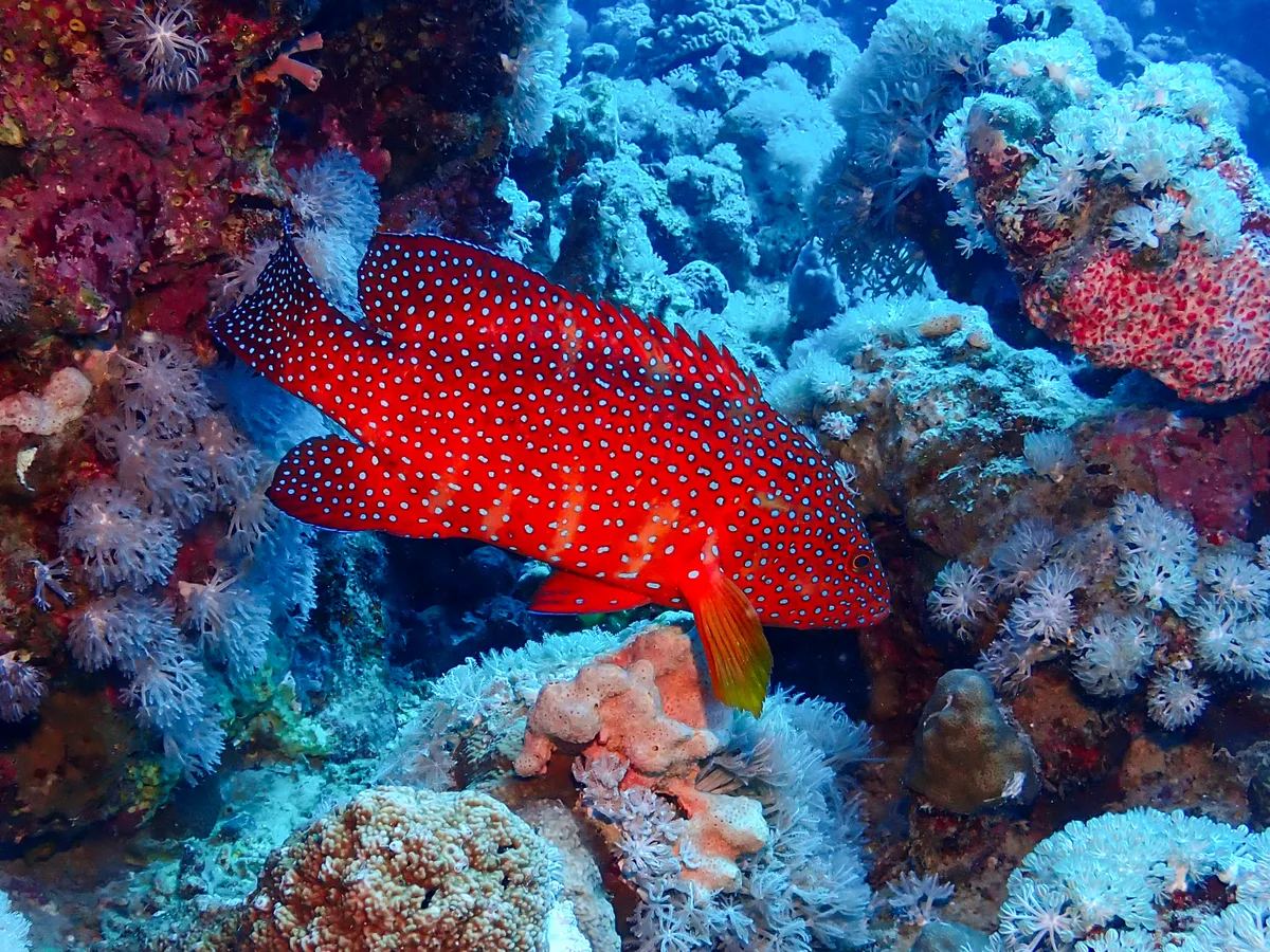 Miniata Grouper