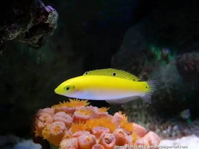 Lemon Meringue Wrasse