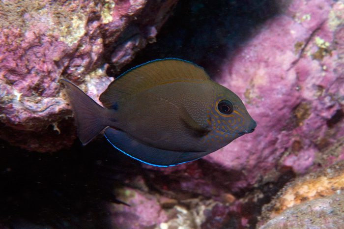 Dusky/Brown Surgeonfish