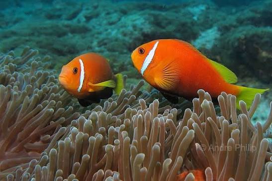 Maldive anemonefish