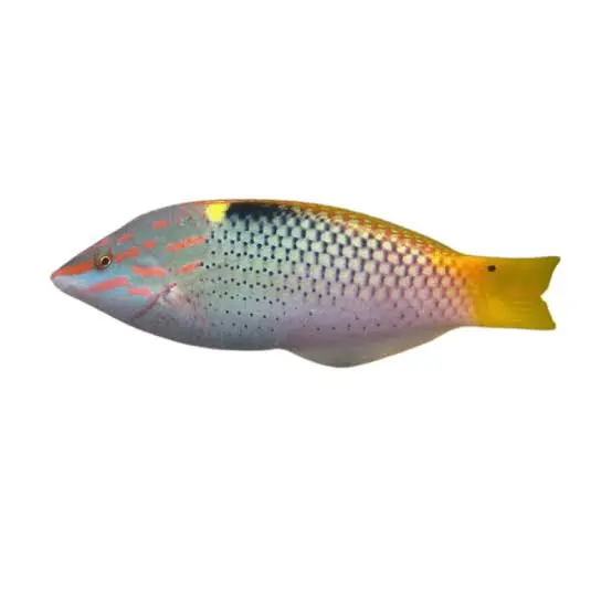 Checkerboard Wrasse