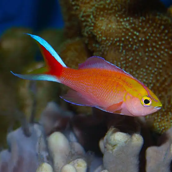 Shortsnout Anthias