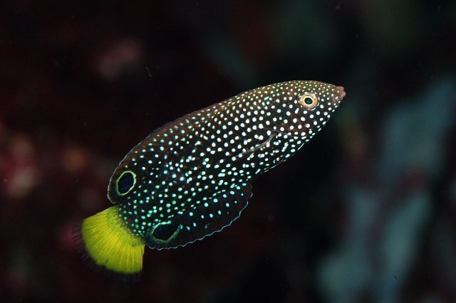 Speckled/Spotted wrasse
