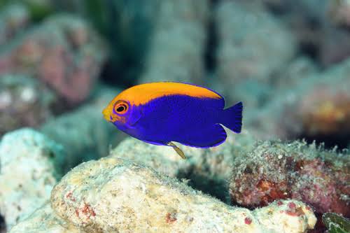 Indian Cherup Angelfish