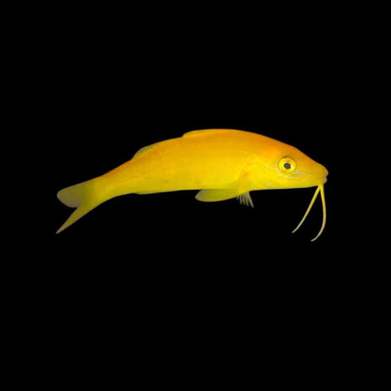 Yellowsaddle Goatfish