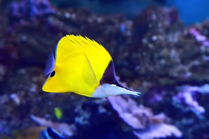 Long Nose Butterflyfish