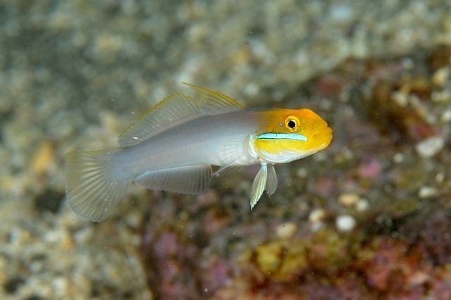 Golden Head Sleeper Goby