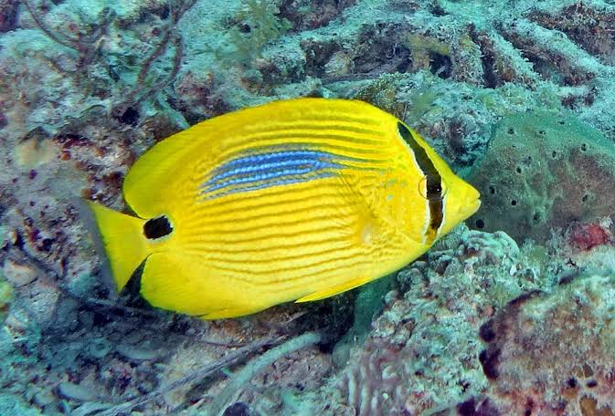 Yellow Butterflyfish