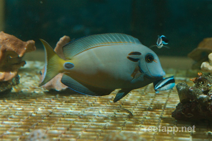 Lieutenant Surgeonfish