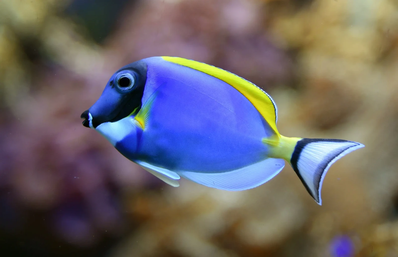 Powder Blue Surgeonfish