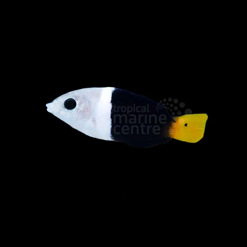 Blackedge Thicklip Wrasse