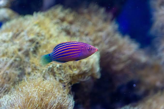 PIJAMA WRASSE