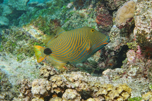 Undulatus/Striped Triggerfish
