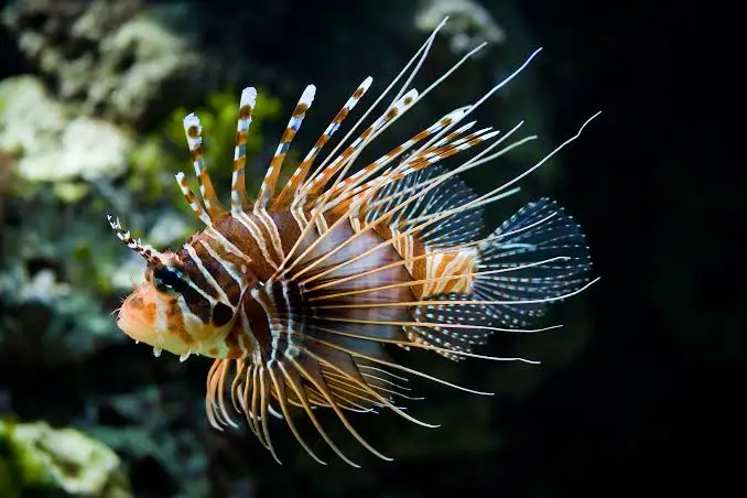 Broadbarred firefish