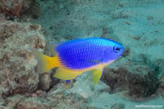 Blue yellow damsel
