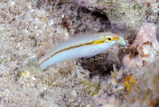 Zigzag/Brownbanded Wrasse
