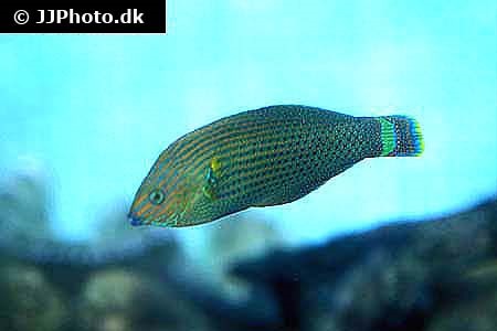 Dusky/Saddled Rainbowfish