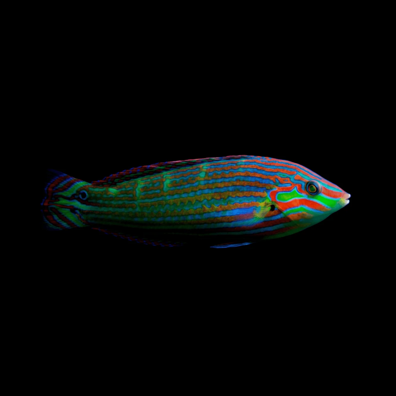 WRASSE