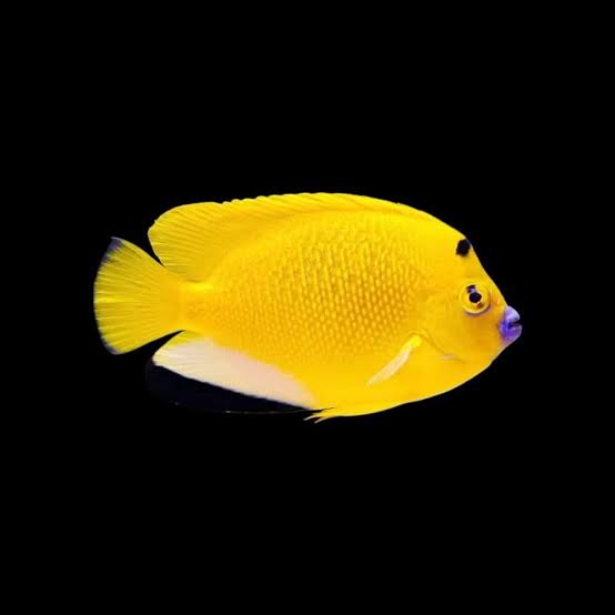 ANGLE FISH