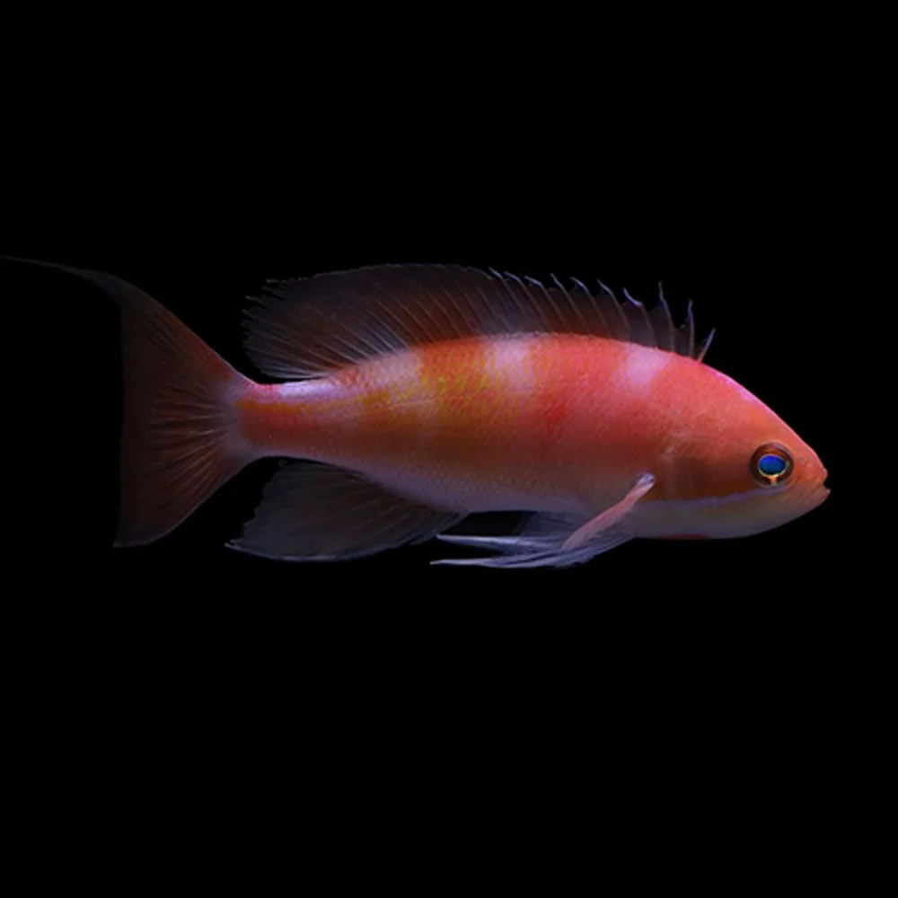 ANTHIAS FISH