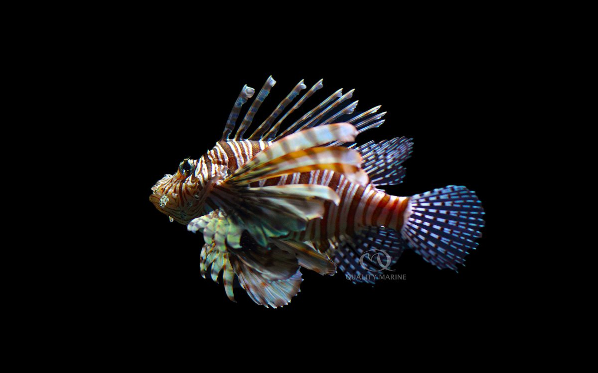 LION FISH