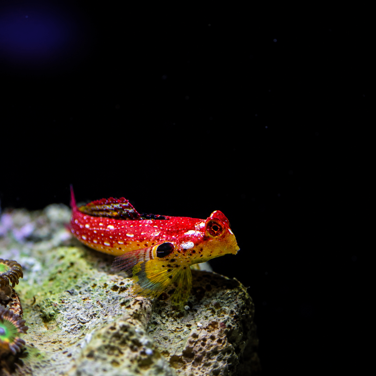BLENNY