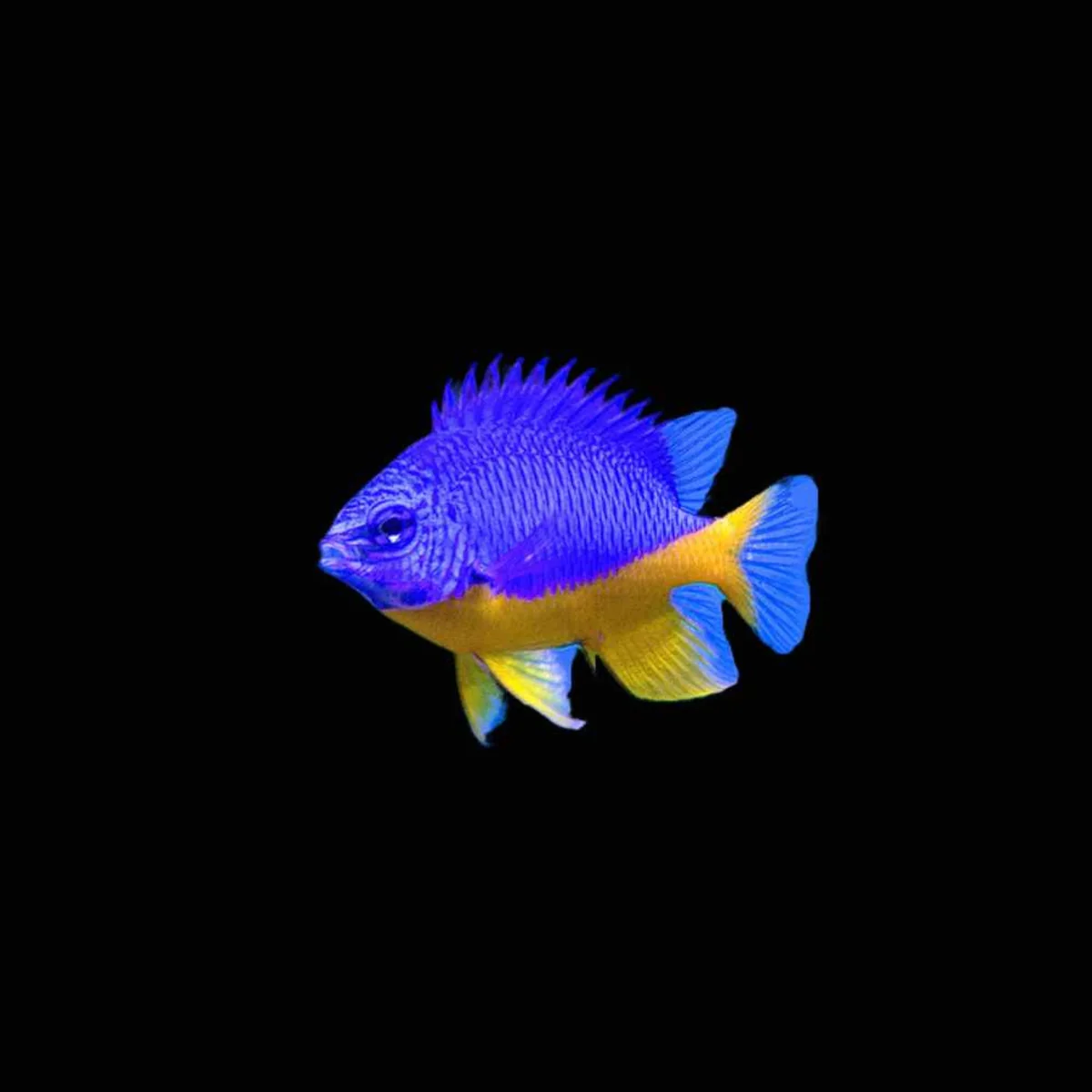 DAMSEL FISH