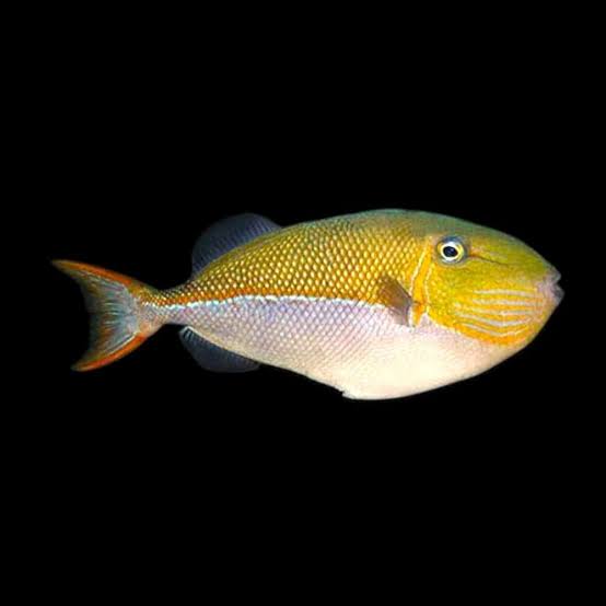 TRIGER FISH